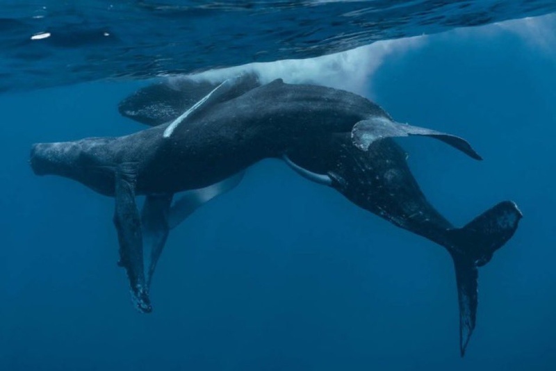 Captaron a dos ballenas jorobadas apareándose: eran dos machos, algo nunca visto