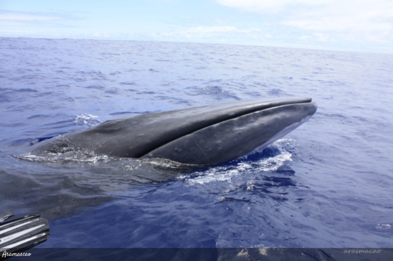 Emoción en la Patagonia: aparecieron miles de ejemplares de una ballena en peligro de extinción