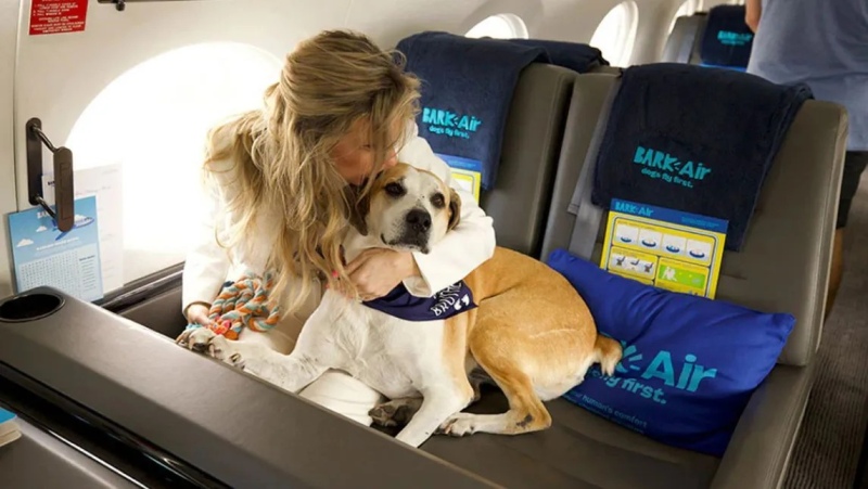 Lanzan una nueva aerolínea de lujo para perros