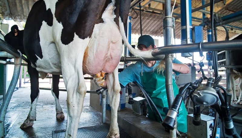 Caída en el consumo de lácteos: la producción de leche baja 14,5%