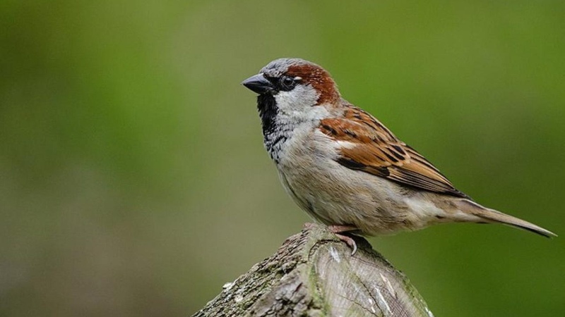 Día Mundial del Ambiente: casi la mitad de las aves están desapareciendo