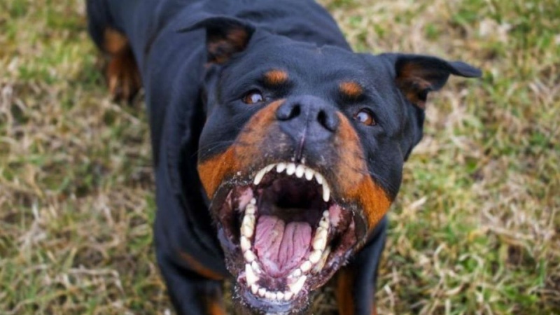 Dos hermanos de 3 y 12 años fueron atacados por un rottweiler mientras jugaban a la pelota