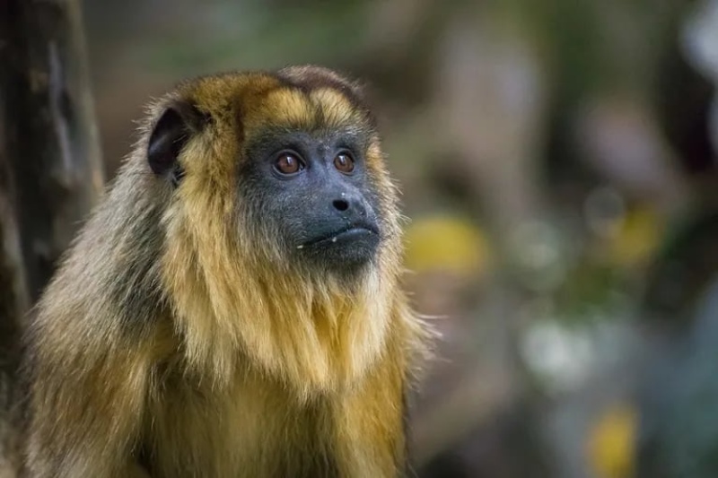 Crisis en el único refugio de monos de Argentina: más de 200 animales en peligro