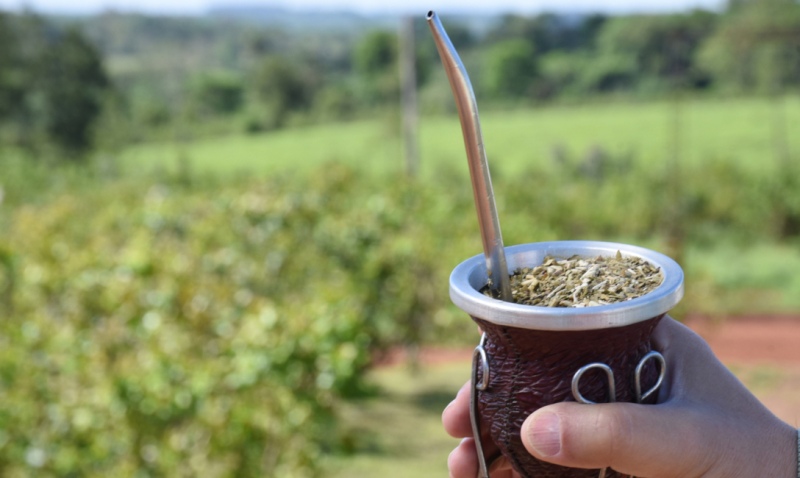 Exportaciones de yerba mate crecen 14,5% en 2024