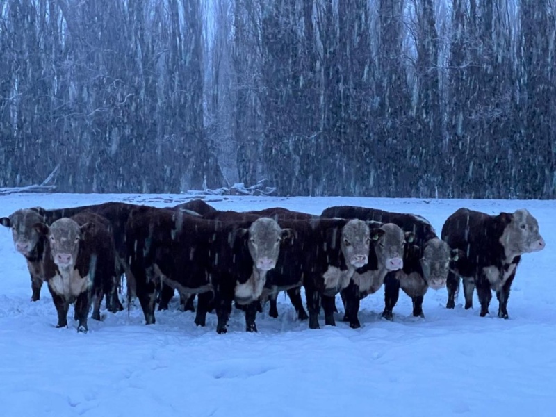 Invierno extremo en El Calafate: -18°C y desesperación