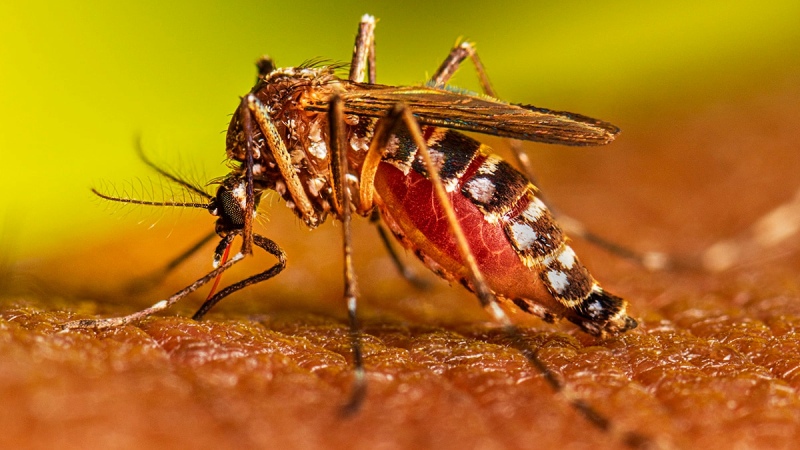 Comienza la vacunación contra el dengue en el NOA y NEA