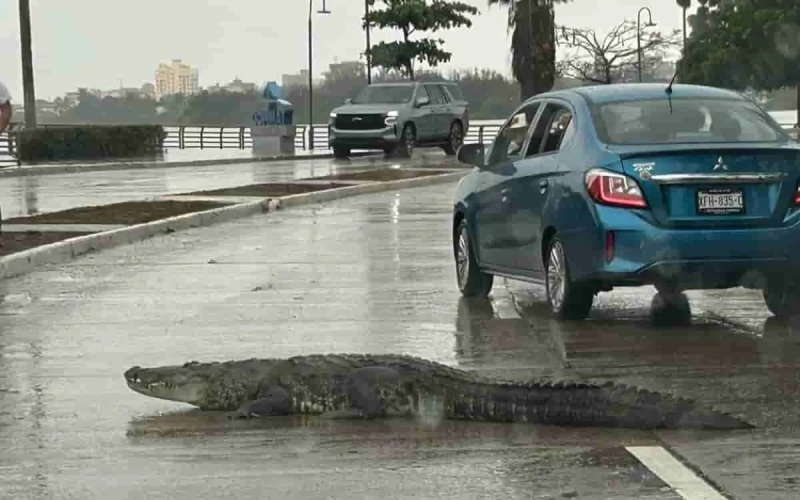 Cocodrilos invaden calles de México tras intensas lluvias