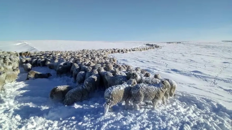 El INTA detalla el impacto de las intensas nevadas en Santa Cruz