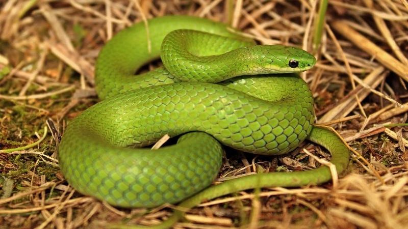 ¿Por qué hoy es el día mundial de la serpiente?