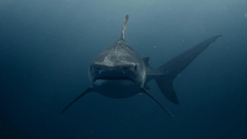 ¡Insólito! Tiburones brasileños dieron positivo en cocaína