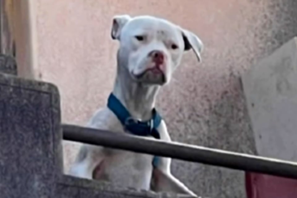 Rescatan a un dogo desnutrido relacionado con el crimen de Agostina Vega
