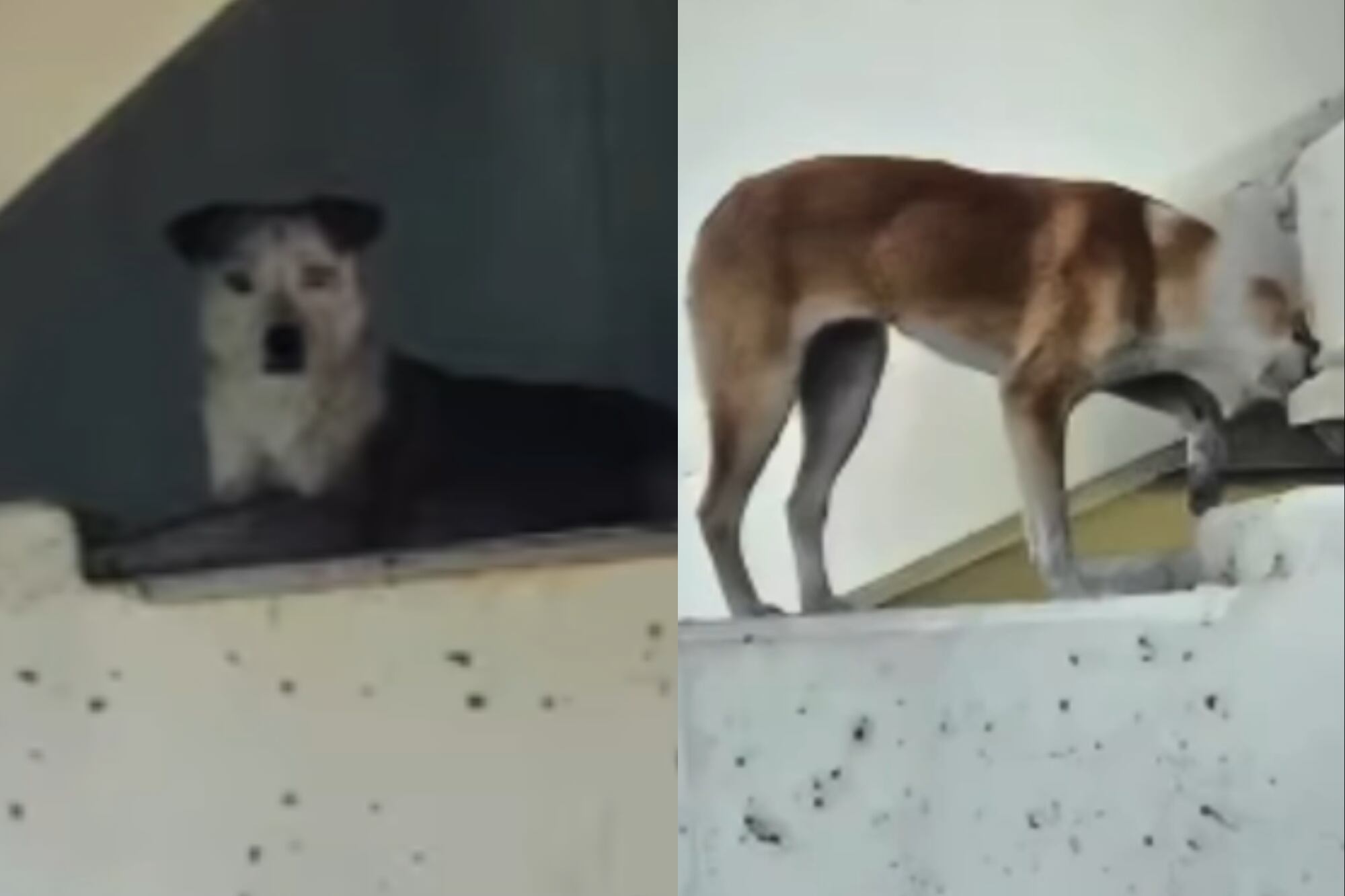 Una heroica misión de rescate de una perrita en Dallas