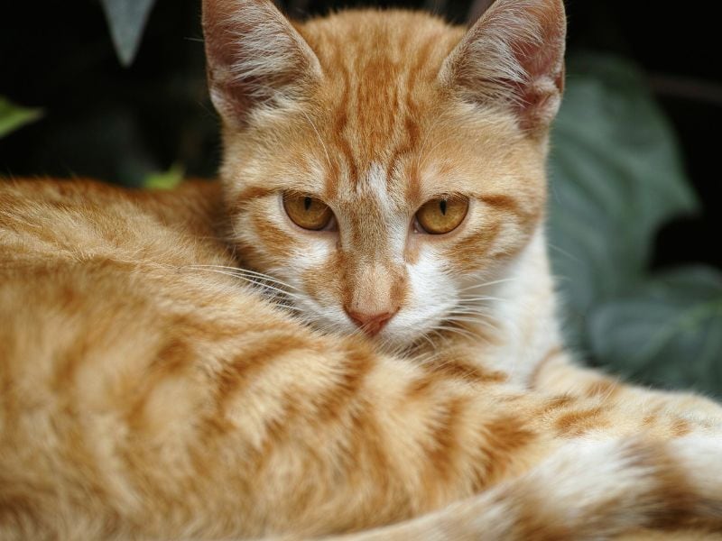 Los secretos del carácter de los gatos naranjas al descubierto
