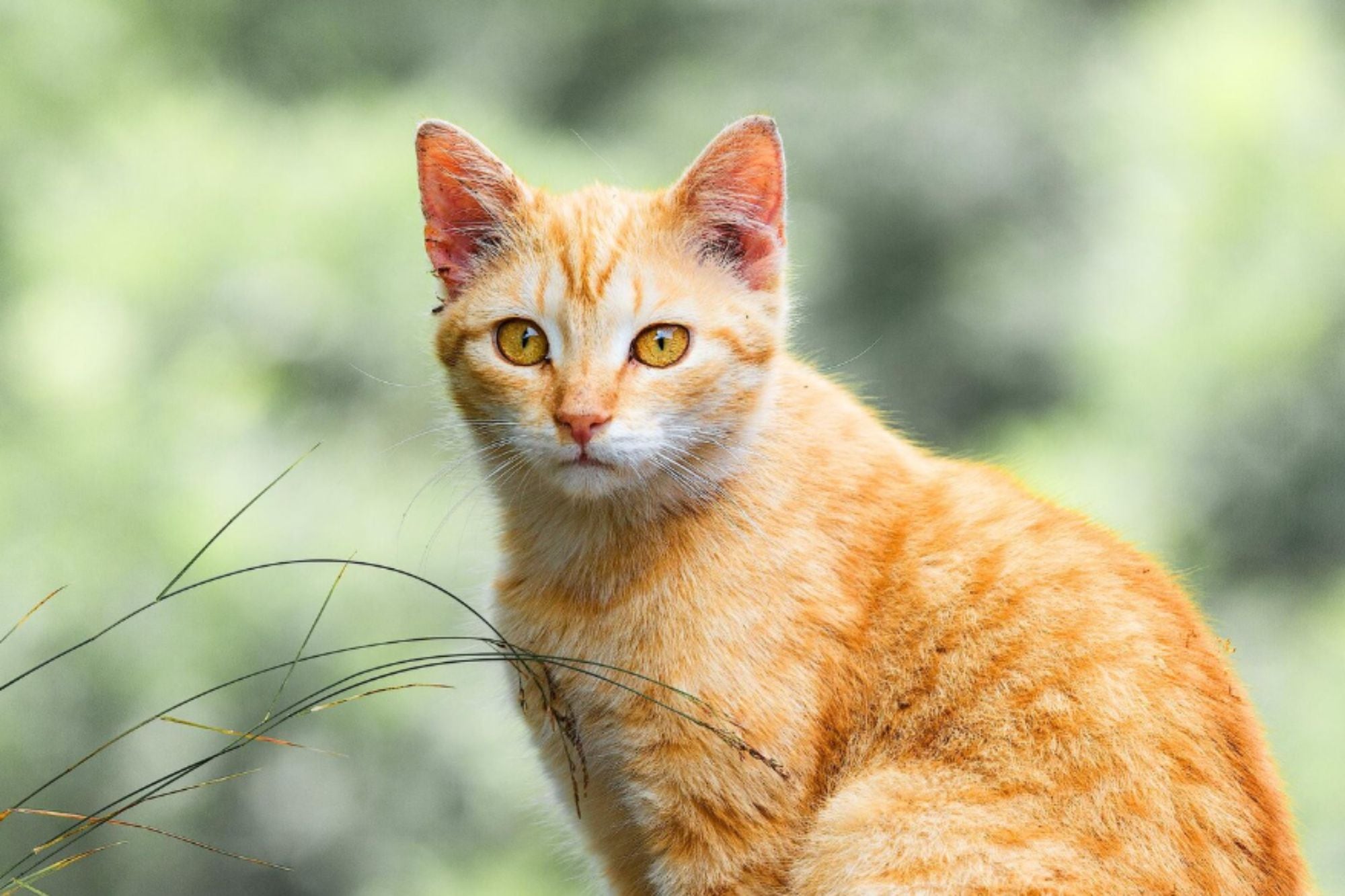La mayor&iacute;a de los gatos naranjas pertenece al grupo de los felinos atigrados (Foto: Freepik)