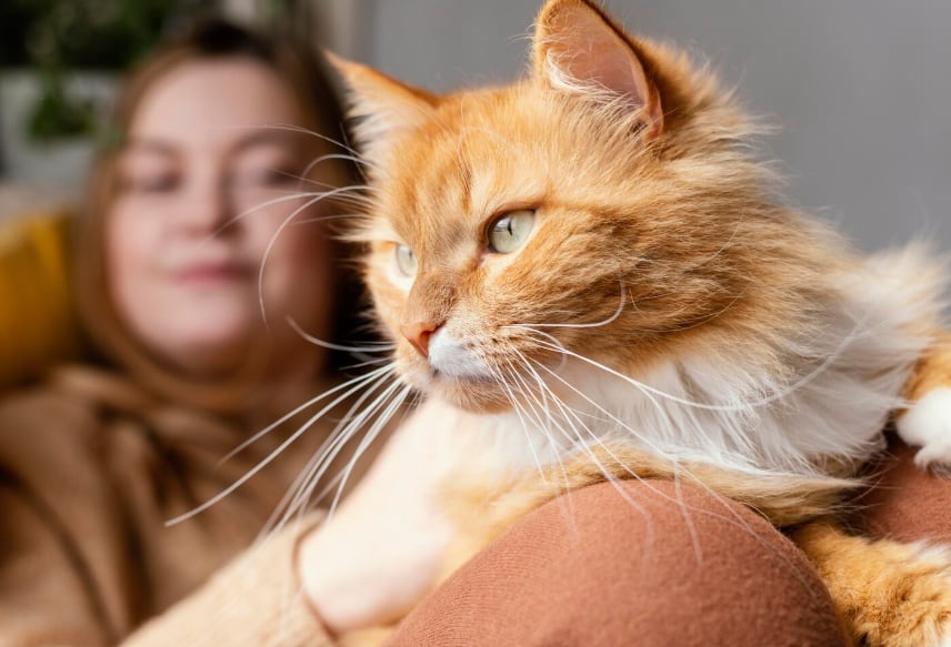 Los gatos atigrados suelen destacarse por su car&aacute;cter sociable y su cercan&iacute;a con las personas (Foto: Freepik)