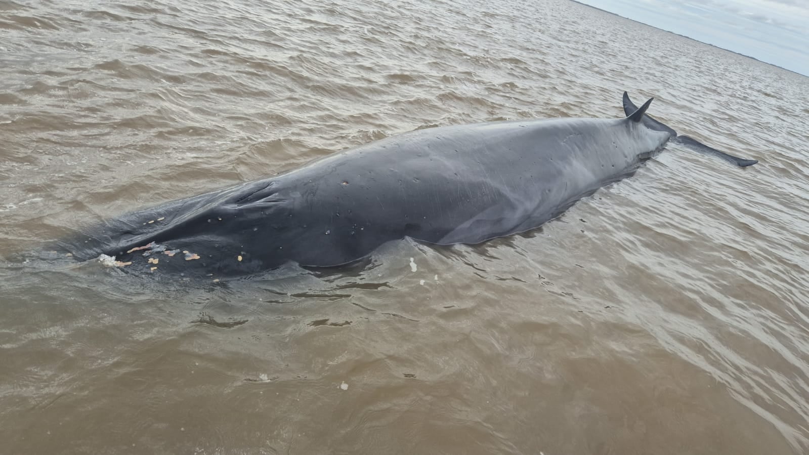 La ballena varada en San Isidro no logró sobrevivir a pesar de los operativos de rescate
