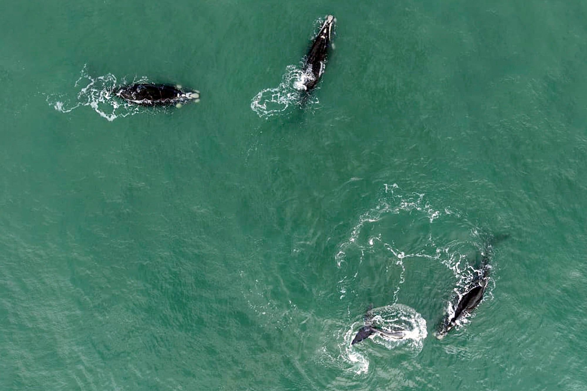 Ballenas regresan a Costa Esmeralda y Mar del Plata: Una vista única del Atlántico