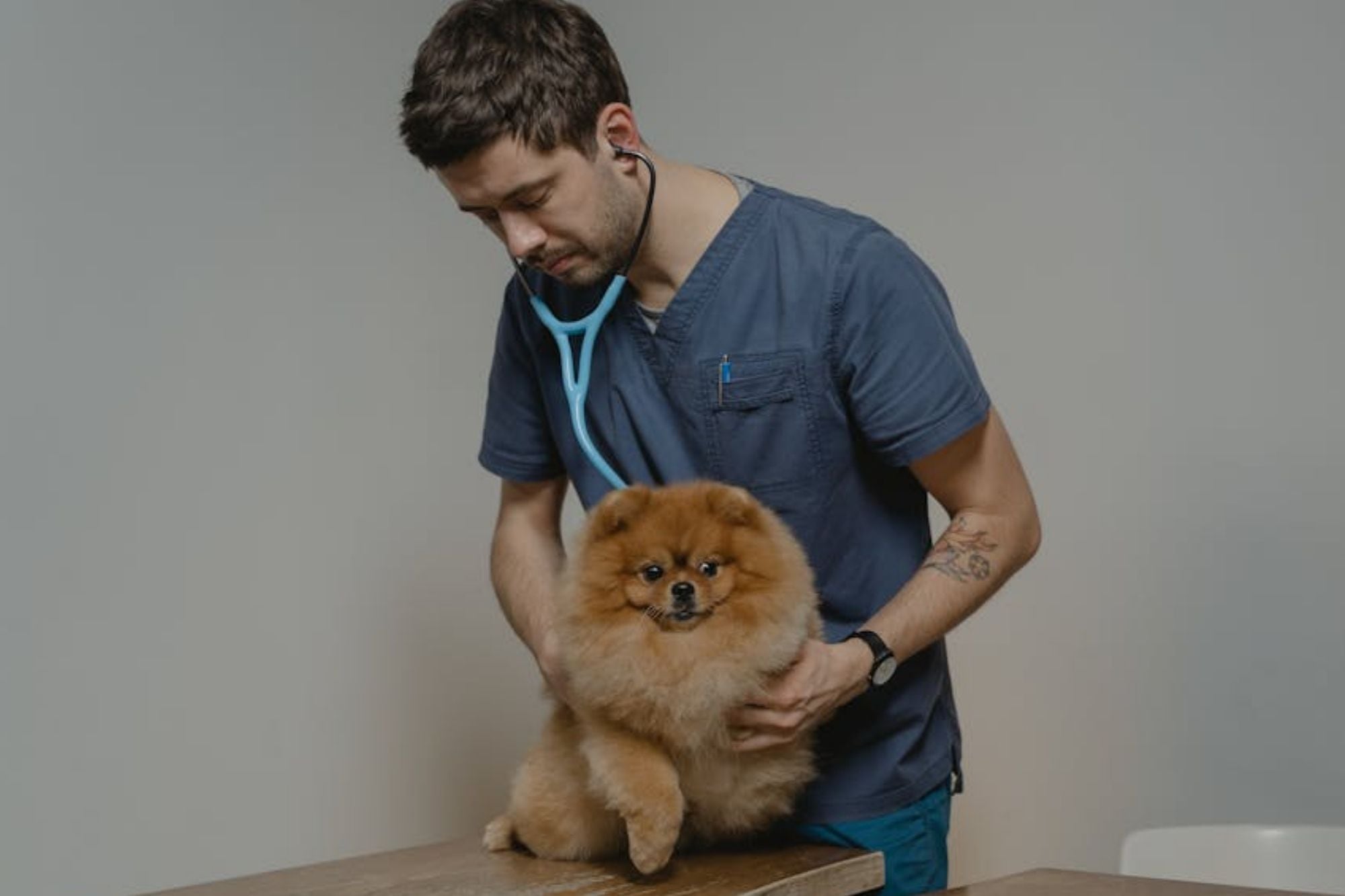 Día del Veterinario: Celebración en Argentina